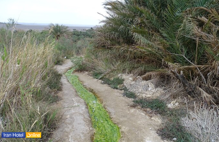جوی آب جاری شده از چشمه آبگرم دیگ رستم در کنار نخلستان