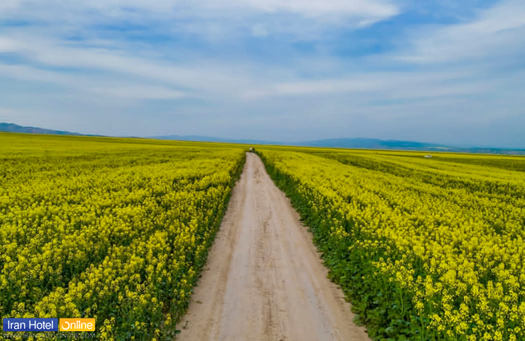 جاهای دیدنی ترکمن صحرا گلستان، دشتهای سرسبز و خیال انگیز! 2 جاده خاکی و پر گل از راههای دسترسی به مناطق بکر ترکمن صحرا
