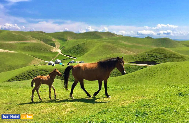جاهای دیدنی ترکمن صحرا گلستان، دشتهای سرسبز و خیال انگیز! 4 اسبهای اصیل و زیبای ترکمن در دشتهای بهاری