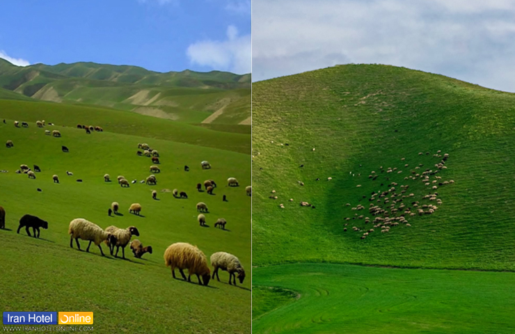 جاهای دیدنی ترکمن صحرا گلستان، دشتهای سرسبز و خیال انگیز! 13 چرای دامها در دشتهای سرسبز روستاهای ترکمن صحرا