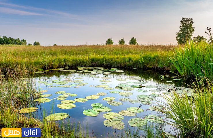 جاهای دیدنی بندر انزلی، سرزمین مردابهای آرام و رودهای روان 4 تصویری زیبا از تالاب سیاه کشیم از جاهای دیدنی بندرانزلی در فصل بهار