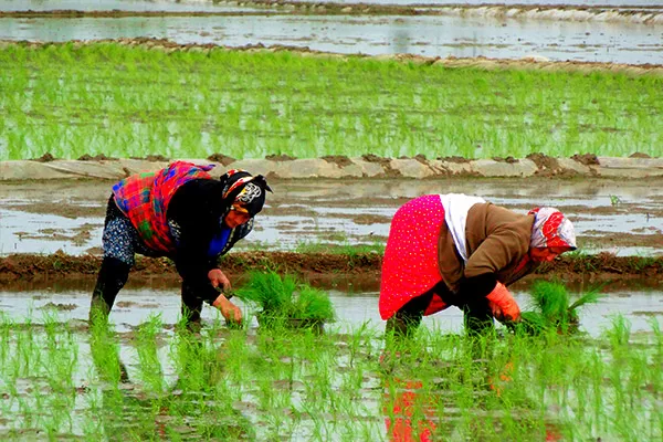 آغاز همکاری با اقامتگاه بوم گردی گیله بوم چابکسر