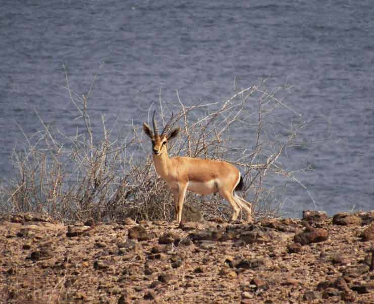 جبیر جزیره هنگام