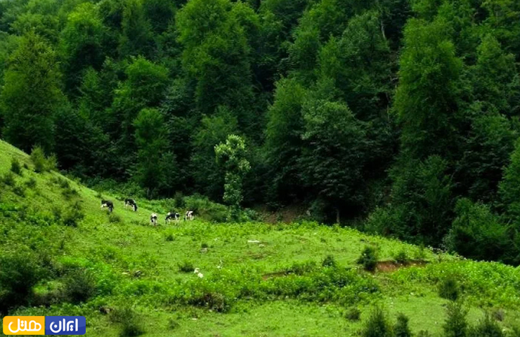 جاهای دیدنی گرگان؛ بهترین جاذبه های طبیعی و تاریخی گرگان 24 تصویری بهشتی از جنگل سرسبز شصت کلا گرگان