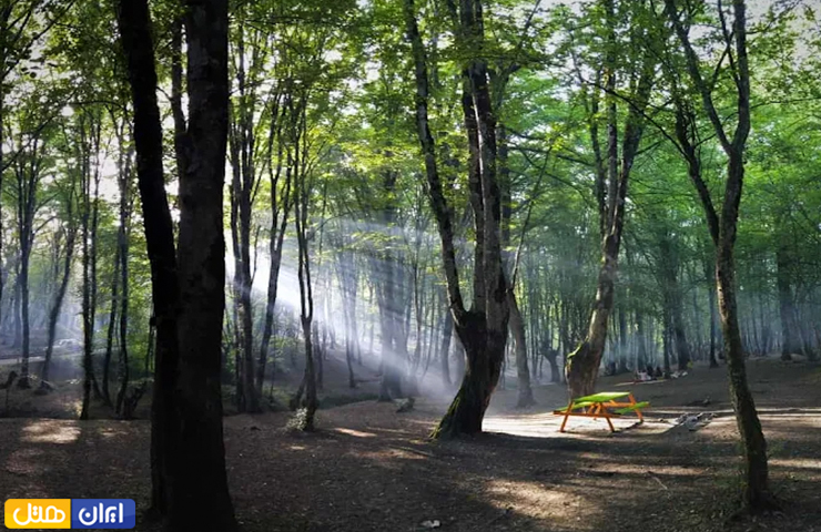جاهای دیدنی گرگان؛ بهترین جاذبه های طبیعی و تاریخی گرگان 16 تابش زیبای خورشید از لابلای جنگل ناهار خوران گرگان