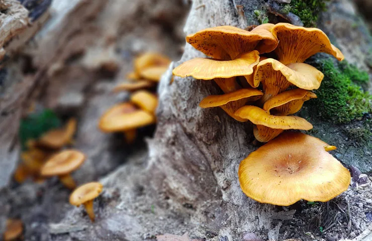 رشد قارچ ها در جنگل بلیران