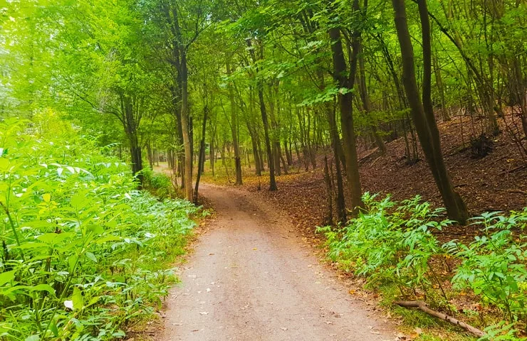 مسیر دسترسی به جنگل بلیران