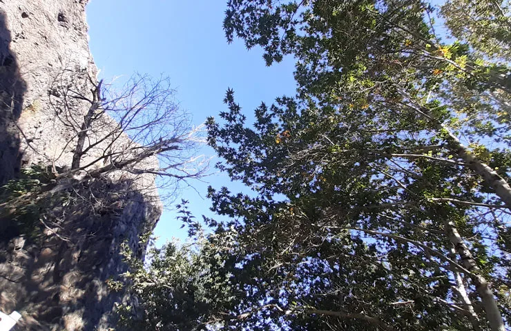 مناظر طبیعی جنگل جیغ مشهد