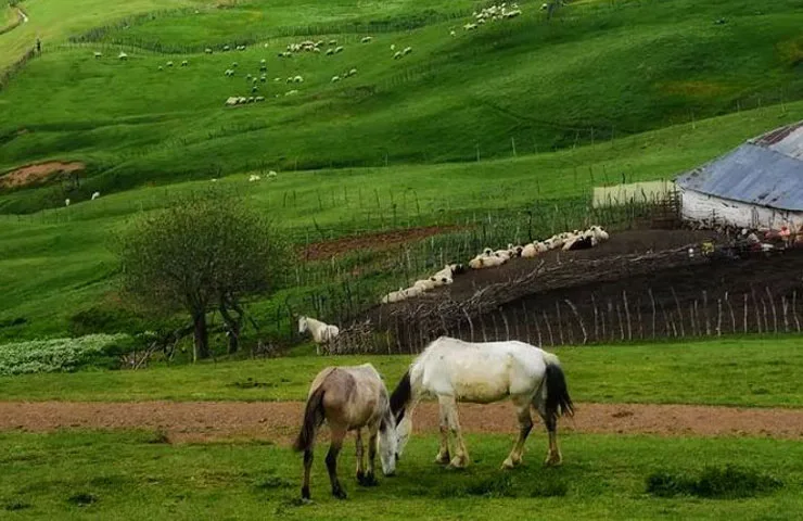 ییلاق شکردشت