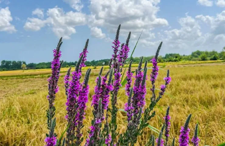 مسیرهای دسترسی به آستانه اشرفیه