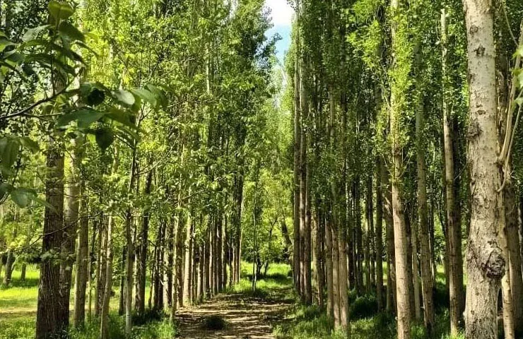 روستای قرمزگل