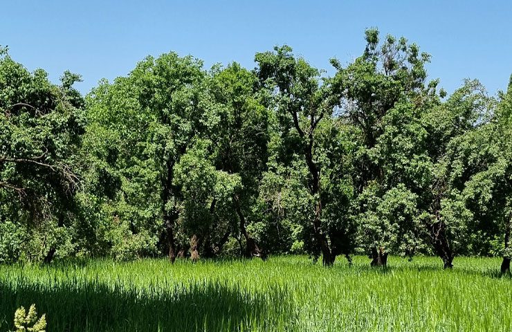 روستای کروگان