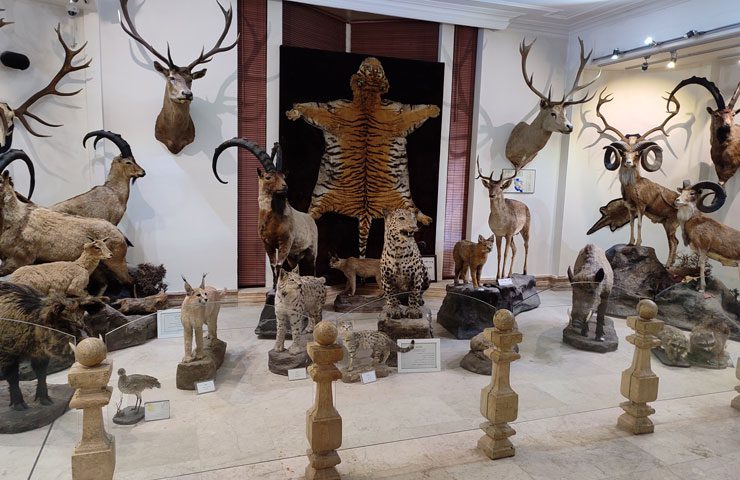 موزه طبیعت و حیات‌ وحش