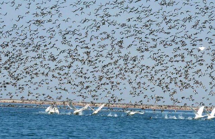 پرواز گروهی پرندگان در جزیره آشوراده