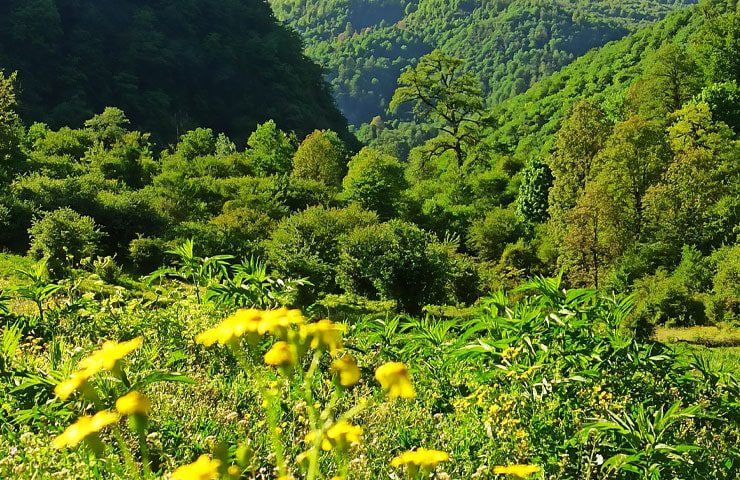 جنگل چلاو کجاست؟