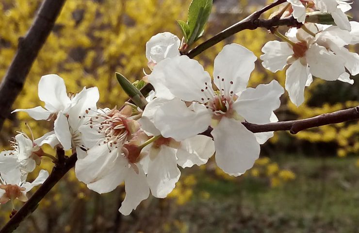 شکوفه های بهاری گلپایگان