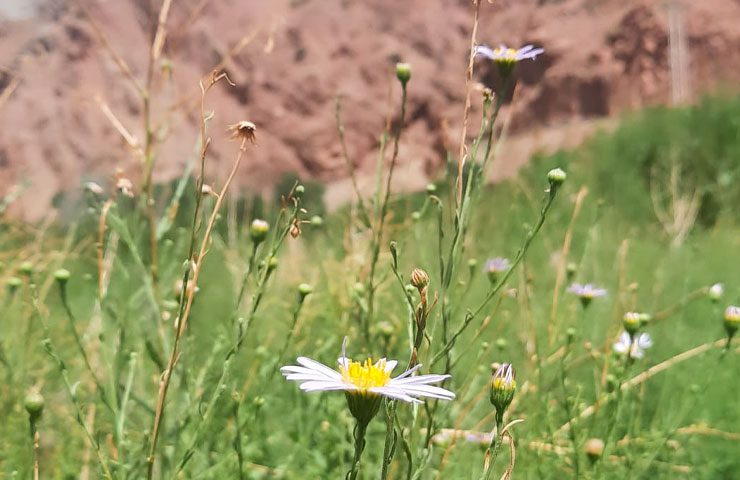 معرفی روستای خمده