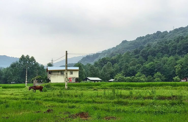 طبیعت سرسبز شیرگاه 