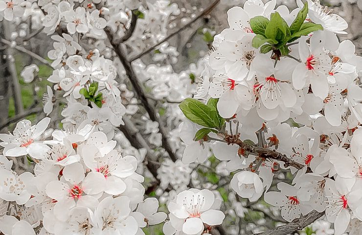 شکوفه های گیلاس در باغ های لواسان