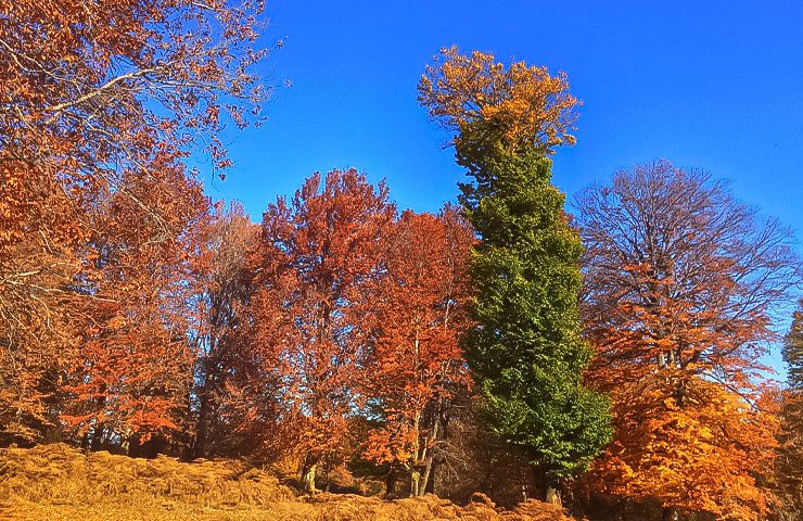  روستای مازیچال در پاییز 