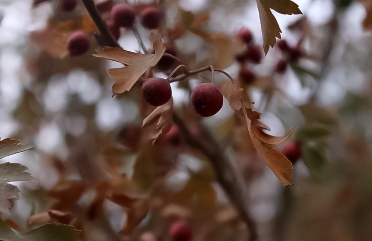 مسیر رفتن به روستای افجه