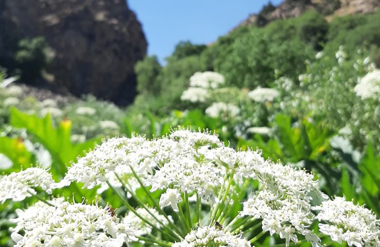 روستای ایگل کجاست؟