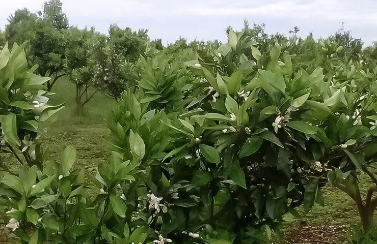 روستای چناربن زارم