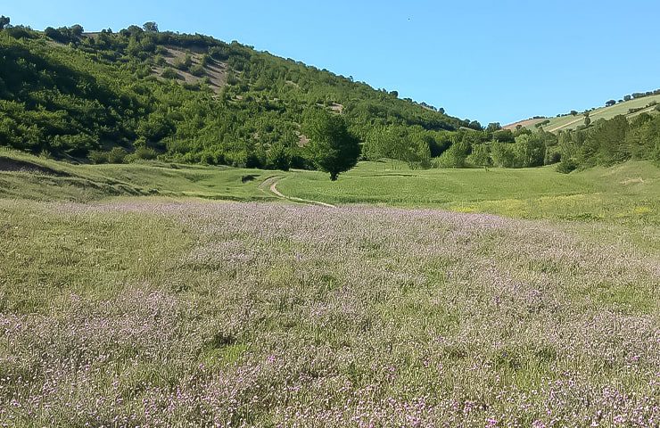 روستای کچپ محله