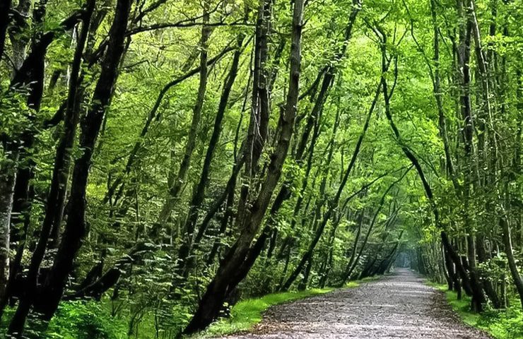 پارک جنگلی تشبندان