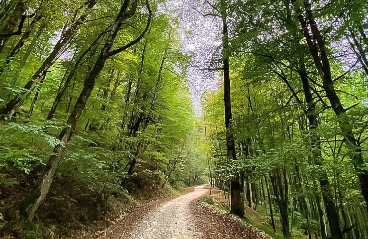 طبیعت زیبای پارک جنگلی سیسنگان