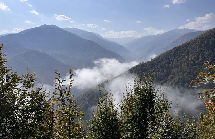 طبیعت بکر جنگل دالخانی 