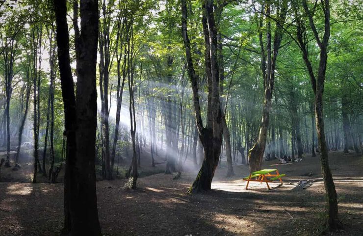 طبیعت زیبای جنگل ناهارخوران گرگان