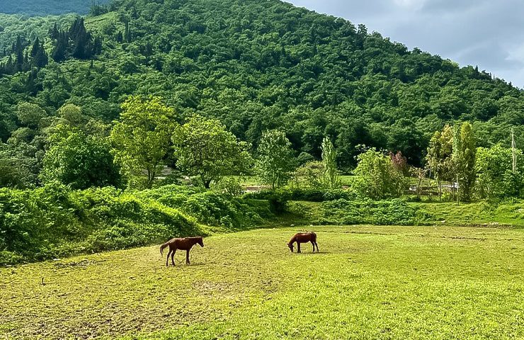 جنگل رامیان 