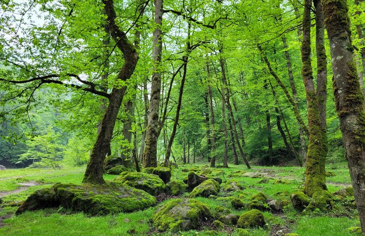 طبیعت زیبای لفور