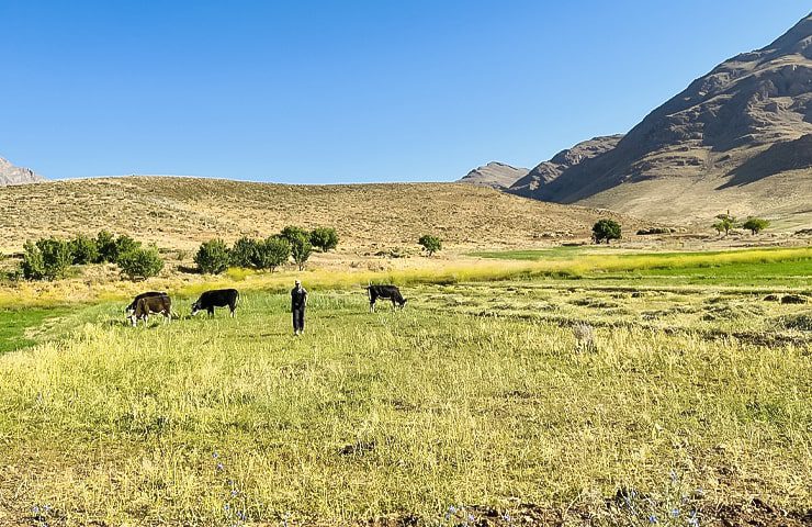 دشت های سرسبز روستای چغیورت اصفهان