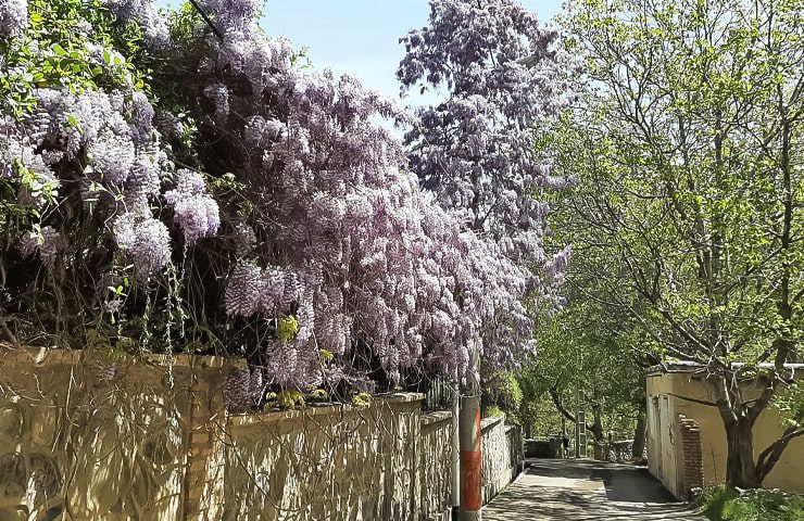 کوچه پس کوچه های روستای طامه