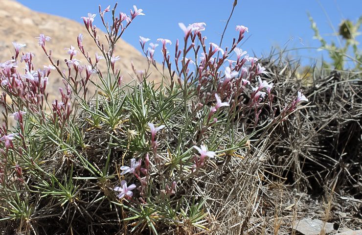 طبیعت زیبای روستای طامه