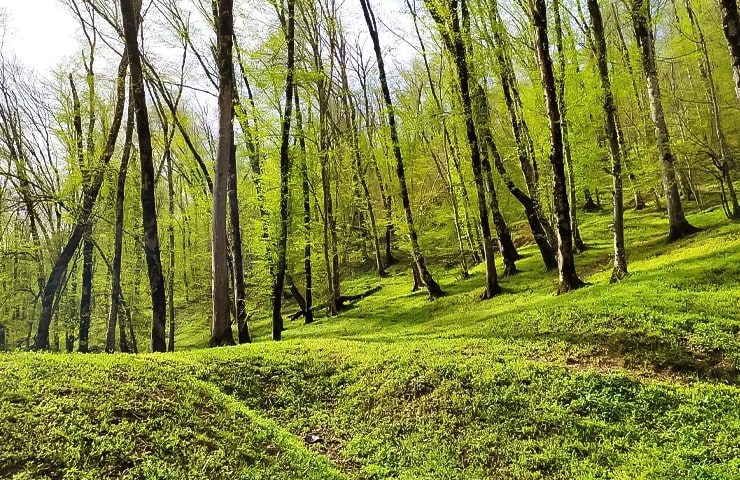 ناهارخوران گرگان