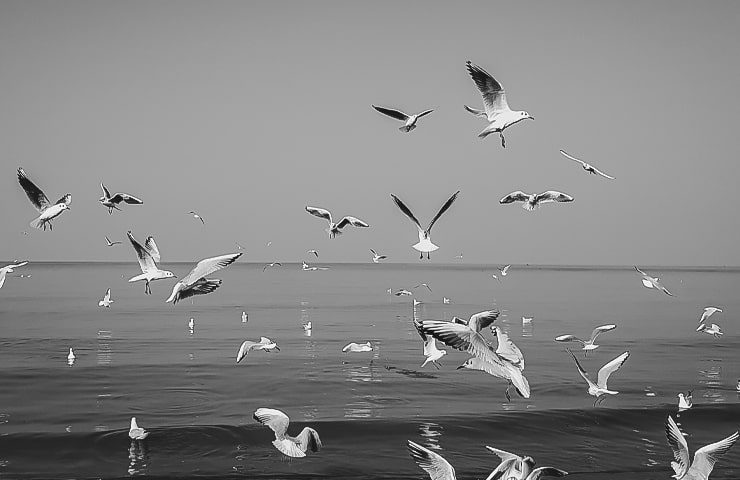 پرواز پرندگان در اسکله ساحلی بابلسر
