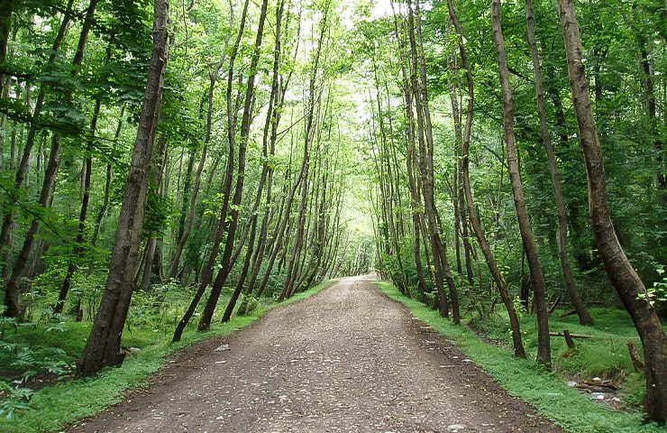 پارک جنگلی نور از معروف‌ترین جاهای دیدنی نور 