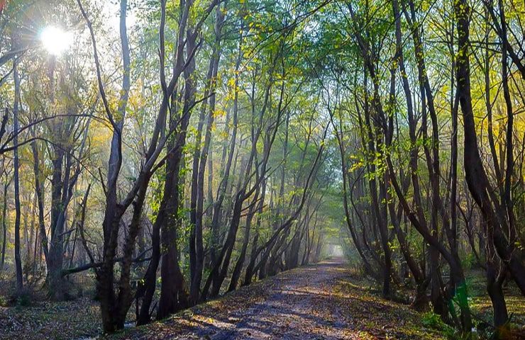 طبیعت زیبای پارک جنگلی نور