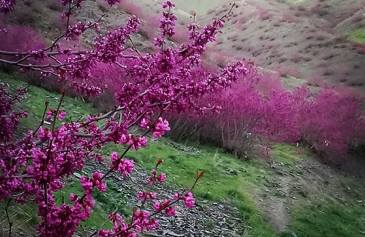 دره ارغوان مشهد