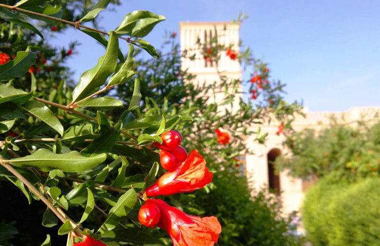 بوستان ناجی