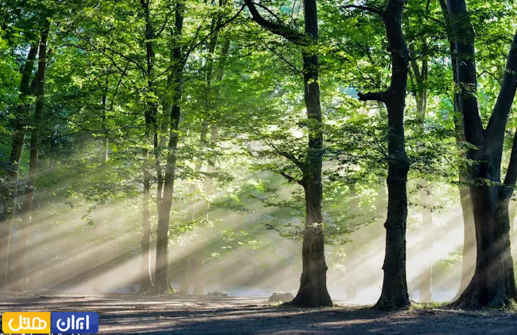 جاهای دیدنی اطراف بندر انزلی؛ از روستاهای توریستی تا مرداب و جنگل 4 تصویری رویایی از پارک جنگلی اشبلا و نوری که با قدرت از لابلای درختان بر زمین میتابد.