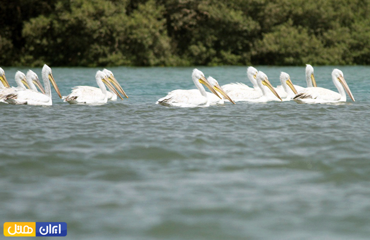 پرندگانی که بر سطح آب و میان جنگل‌های حرا در حال استراحت و شکار هستند