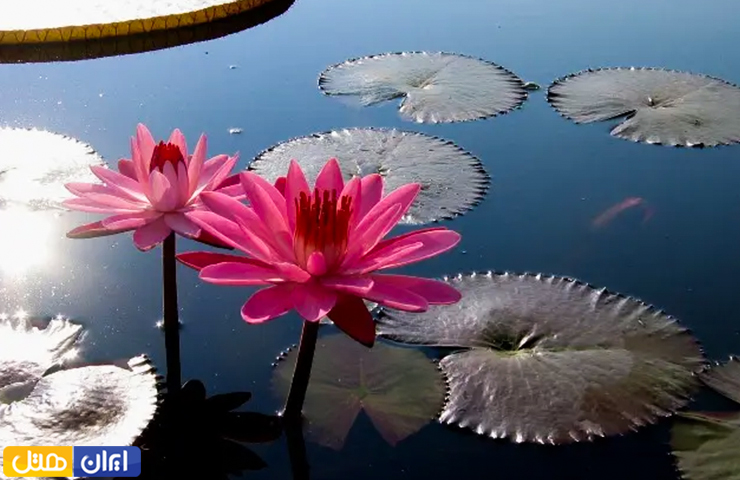 جاهای دیدنی اطراف بندر انزلی؛ از روستاهای توریستی تا مرداب و جنگل 2 نیلوفرهای صورتی رنگ مرداب انزلی