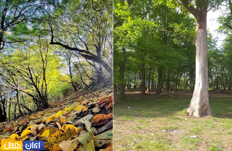 جاهای دیدنی اطراف بندر انزلی؛ از روستاهای توریستی تا مرداب و جنگل 9 جنگلهای سرسبز و درختان زیبا در دو فصل بهار و پاییز روستای تربه بر بندر انزلی