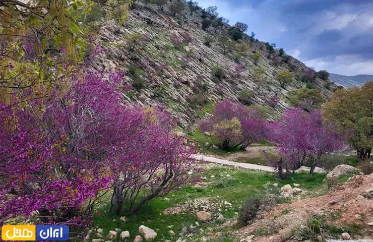 درختچه‌های ارغوان در کنار درختان بلوط در اردیبهشت ماه طبیعت زیبای ایلام