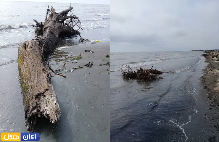 تکه های چوب درخت افتاده در ساحل تفریحی شریعتی در فصل پاییز