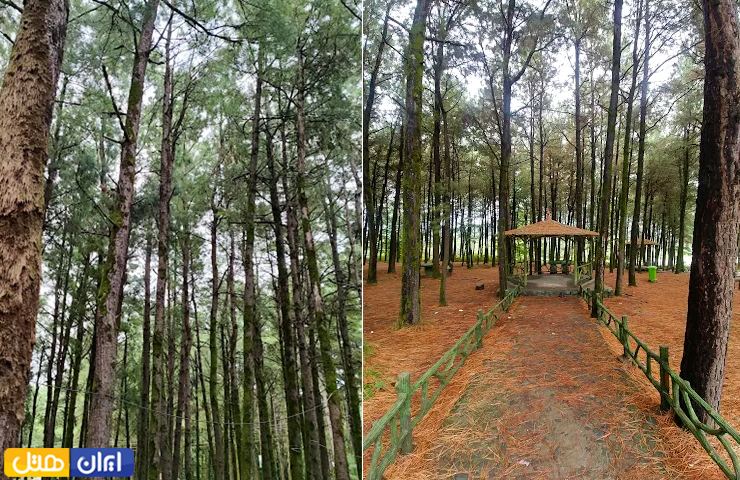 دو تصویر از پاییز زیبای پارک جنگلی بی بی یانلو